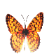 Butterfly 7.